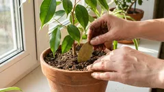 Zašto dodavati lovorov list u tlo: mirisna pomoć za kućne biljke